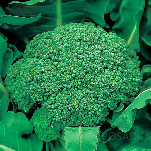 картинка Семена капуста брокколи Калабрезе 0.5 гр, SeedEra 