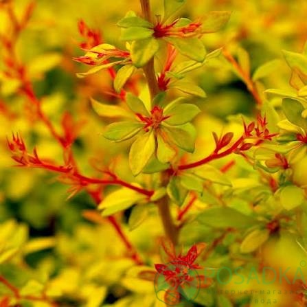 картинка Барбарис Тунберга Golden Dream (Голден Дрим) 