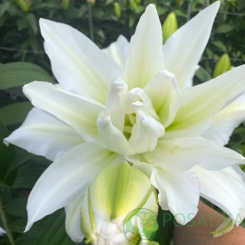 картинка Лилия Roselily Aisha 