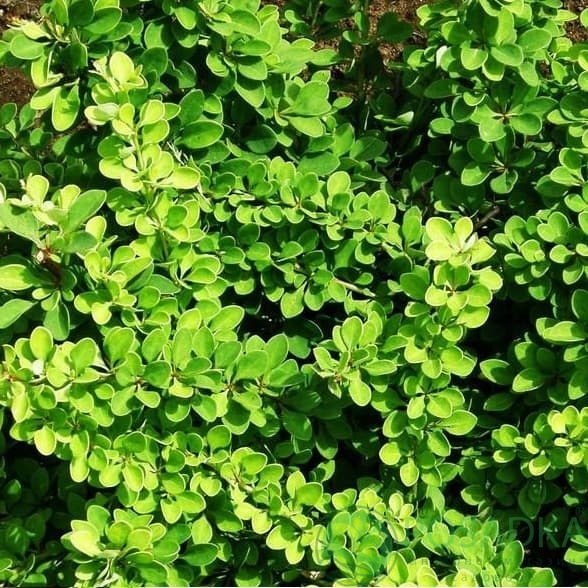 картинка Барбарис Тунберга Green Carpet  картинка Барбарис Тунберга Green Carpet