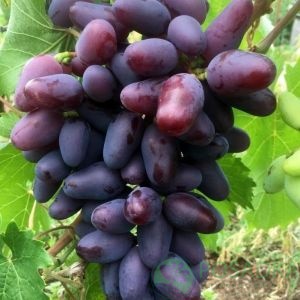 картинка Виноград кишмиш Багратион картинка Виноград кишмиш Багратион
