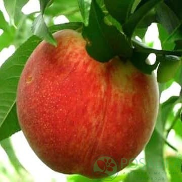 картинка Персик Фаворит Мореттини 