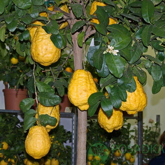 картинка Цитрон Шишкан 