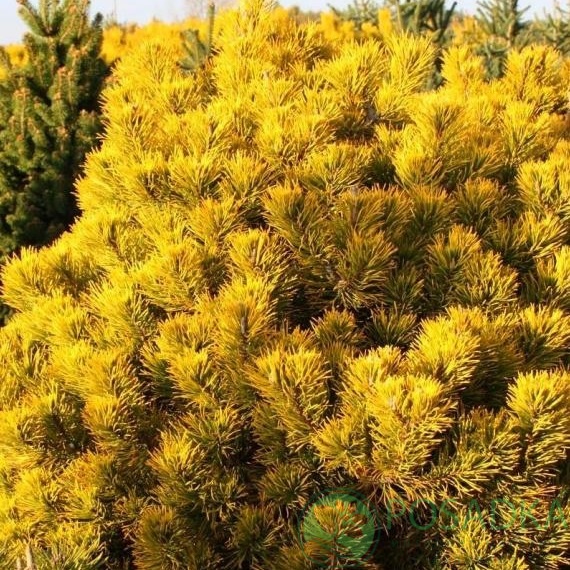 картинка Сосна горная Dezember Gold 