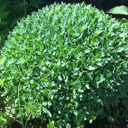 картинка Очиток (седум) Thundercloud  картинка Очиток (седум) Thundercloud