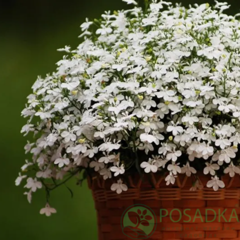 картинка Лобелия Белоснежка семена (0.1гр) картинка Лобелия Белоснежка семена (0.1гр)