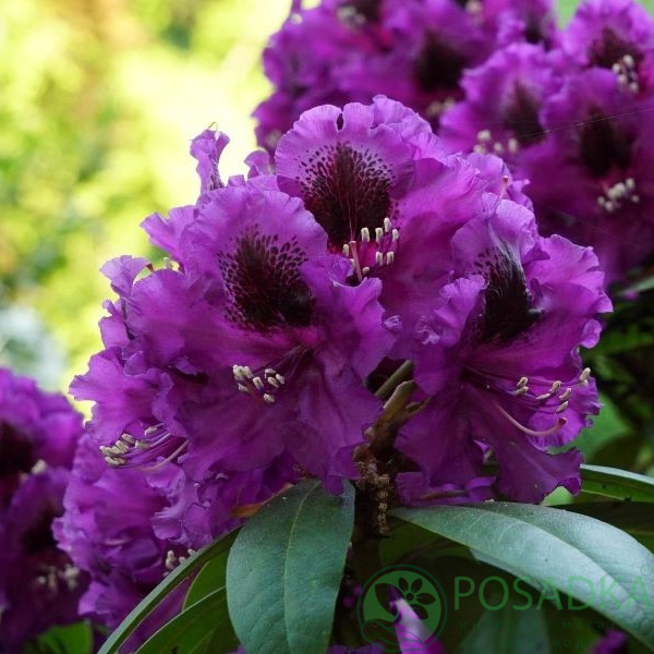 картинка Рододендрон Purple Splendour 