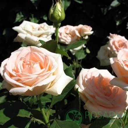 картинка Роза чайно-гибридная Осиана 