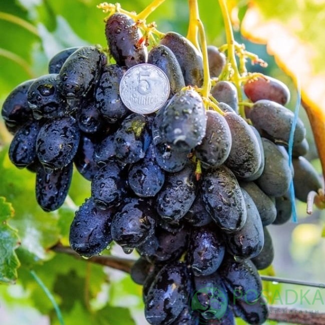 картинка Виноград Натали 