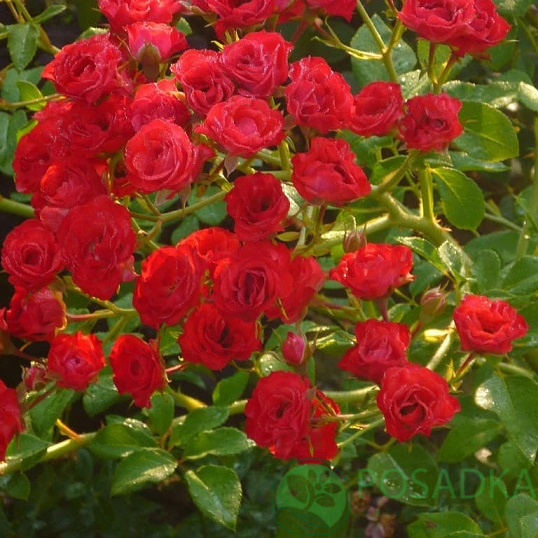 картинка Роза почвопокровная Red Carpet 