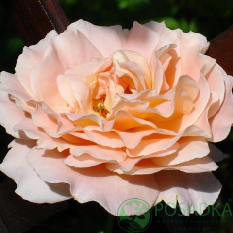 картинка Роза почвопокровная Кубана 