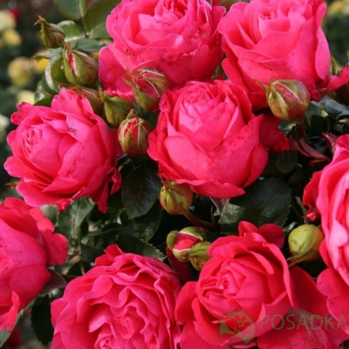 картинка Роза чайно-гибридная Черри Леди  картинка Роза чайно-гибридная Черри Леди