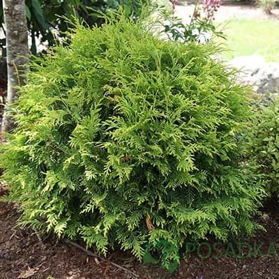 картинка Туя западная Вудварди 