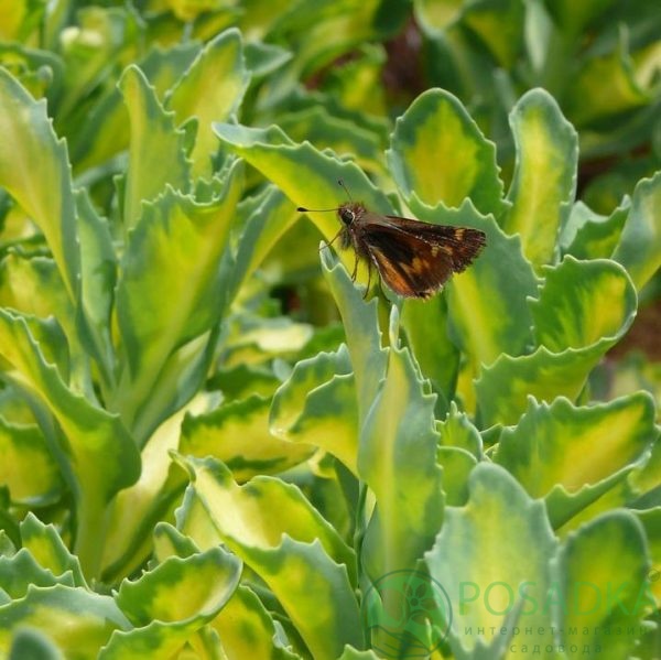 картинка Очиток видний Variegata 