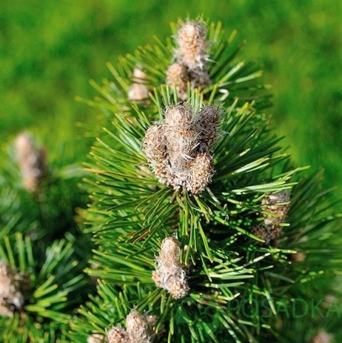 картинка Сосна чёрная Ричард 