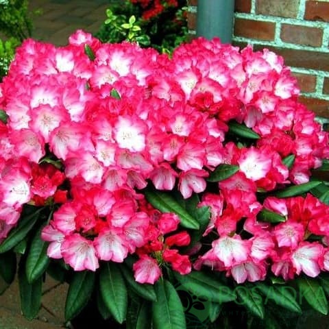 картинка Рододендрон якушиманский Fantastica 