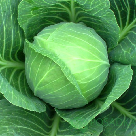 картинка Капуста белокочанная Фантазия F1 семена (0.25гр) 