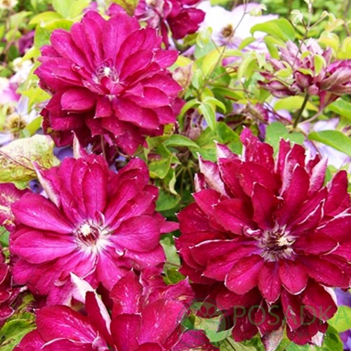 картинка Клематис Akafuji  картинка Клематис Akafuji