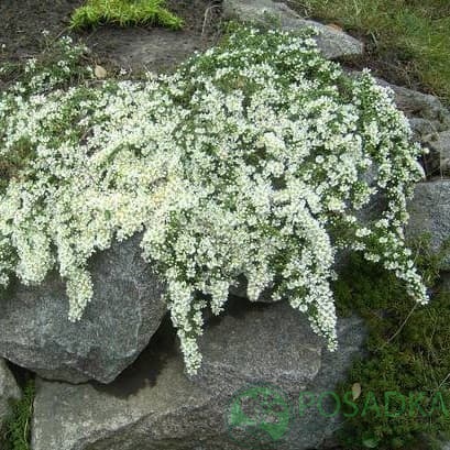 картинка Астра вересковая 