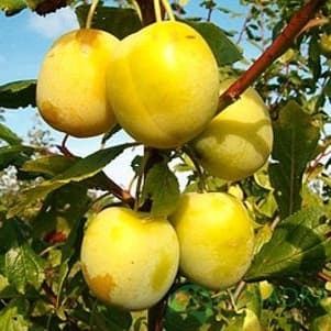 картинка Слива Ренклод зелёный 