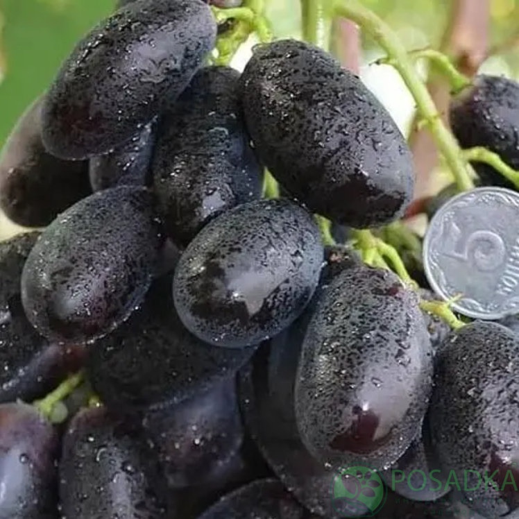картинка Виноград кишмиш Блэк Фингер (Чёрный палец) 