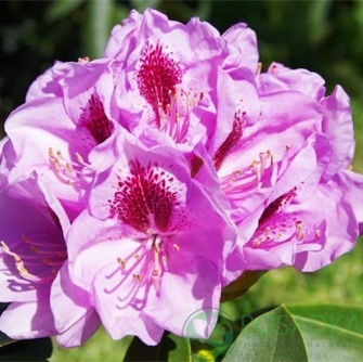 картинка Рододендрон libin С4 