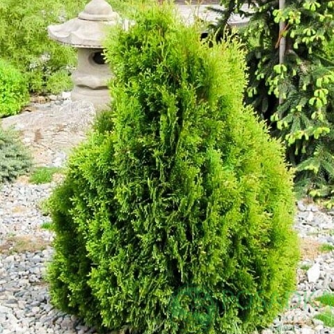 картинка Туя западная Mecki 