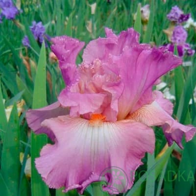 картинка Ирис germanica Mallow Dramatic 