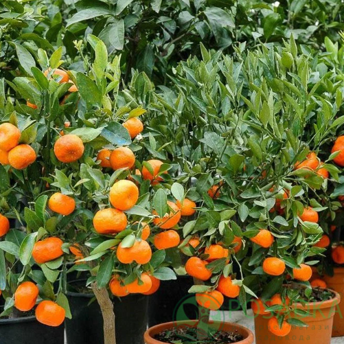 картинка Мандарин Клеопатра (контейнер Р14) 