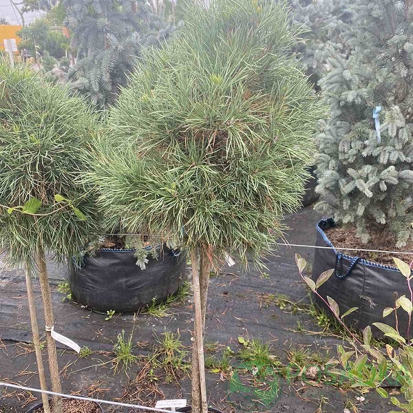 картинка Сосна Глобоза Виридис на штамбе 