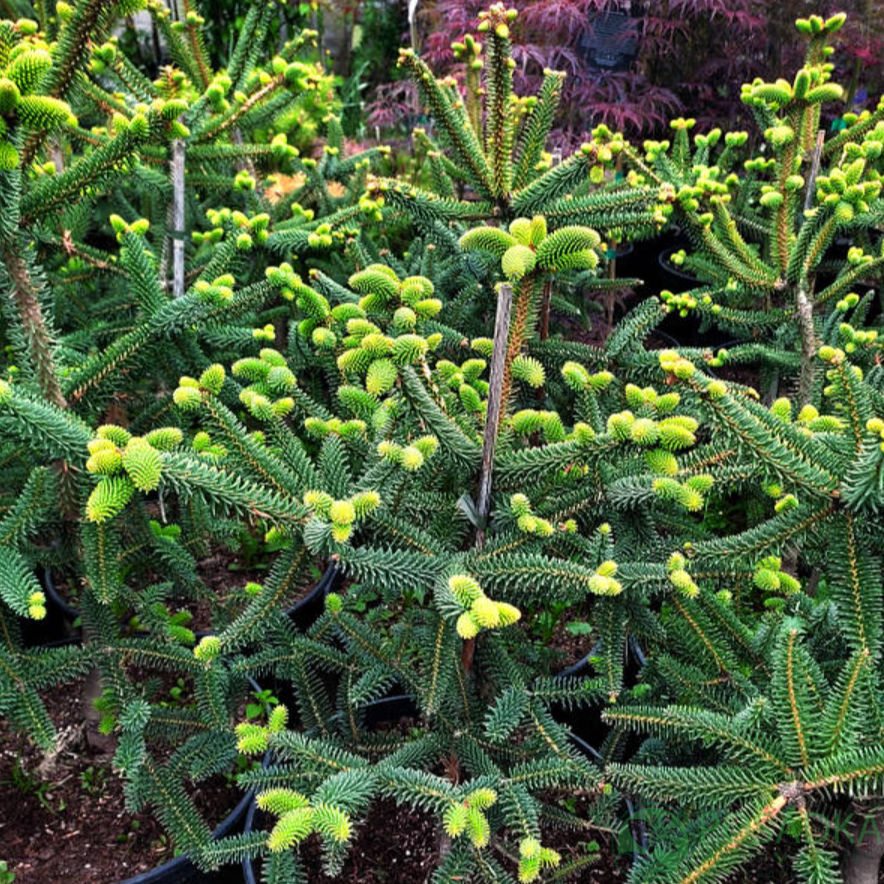 картинка Пихта испанская Serenade (Серенада) 