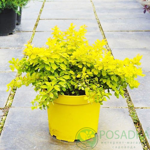 картинка Барбарис Тунберга Golden Horizon 