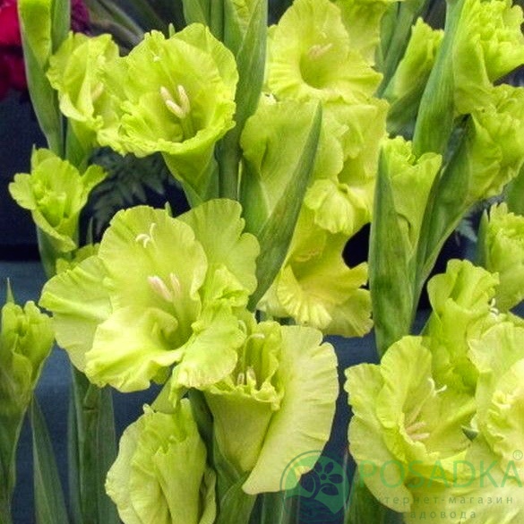 картинка Гладиолус Kio 