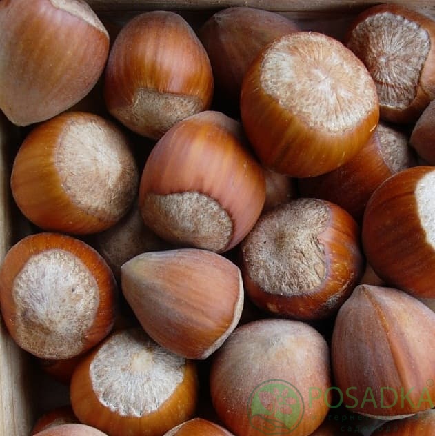 картинка Фундук Карамановский (двухлетний) 