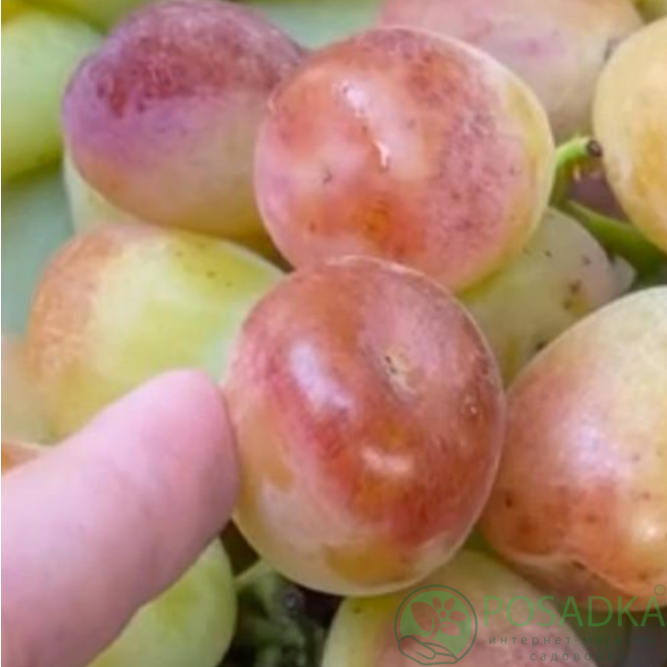 картинка Виноград Лимпопо 