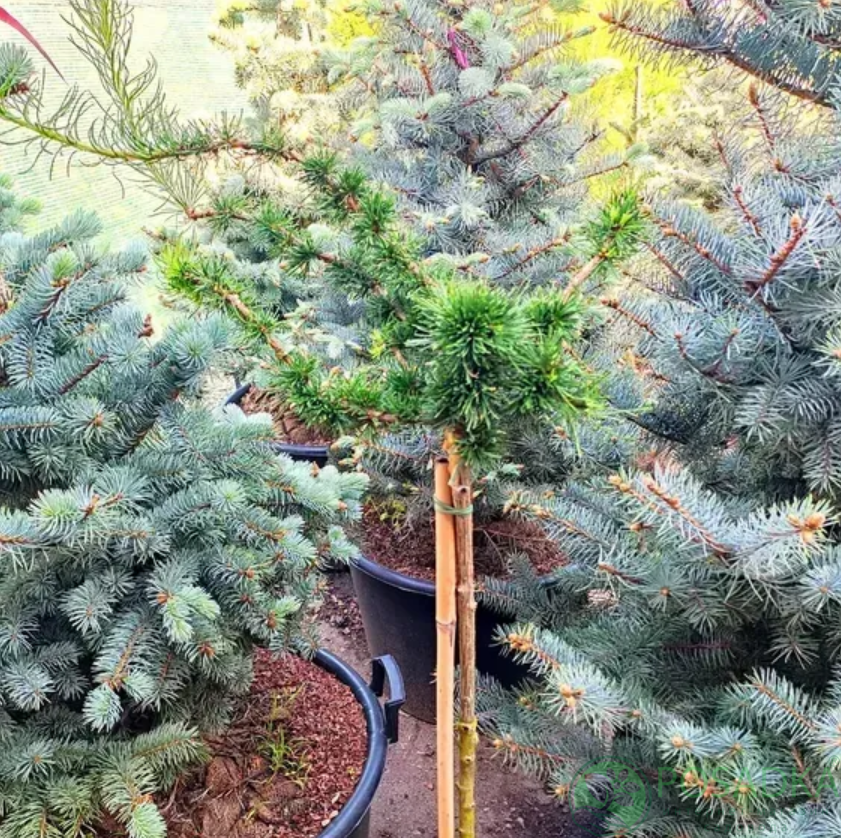 картинка Лиственница европейская Krejci (Крейчи) штамб 40 см 