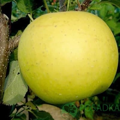 картинка Яблоня Богемия Голд  картинка Яблоня Богемия Голд