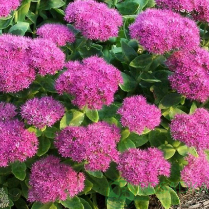 картинка Очиток (седум) видный Бриллиант 1л 