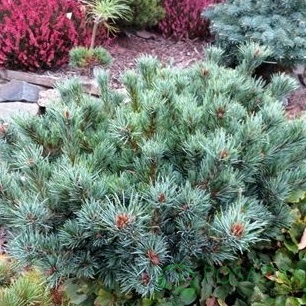 картинка Сосна мелкоцветная Kin-po 