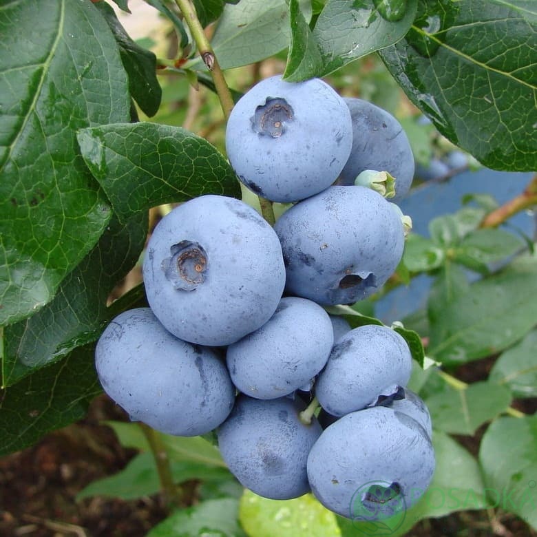 картинка Голубика 3 летняя Блюголд (контейнер С2)  картинка Голубика 3 летняя Блюголд (контейнер С2)