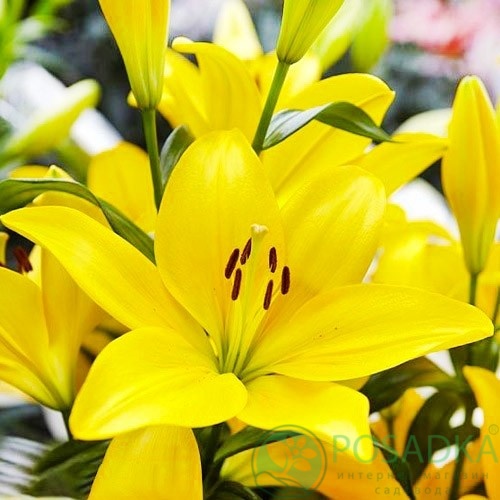 картинка Лилия El Divo 