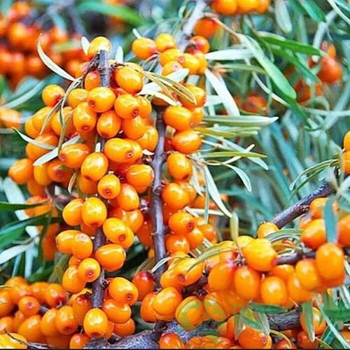 картинка Облепиха Habego (Габего) С2 