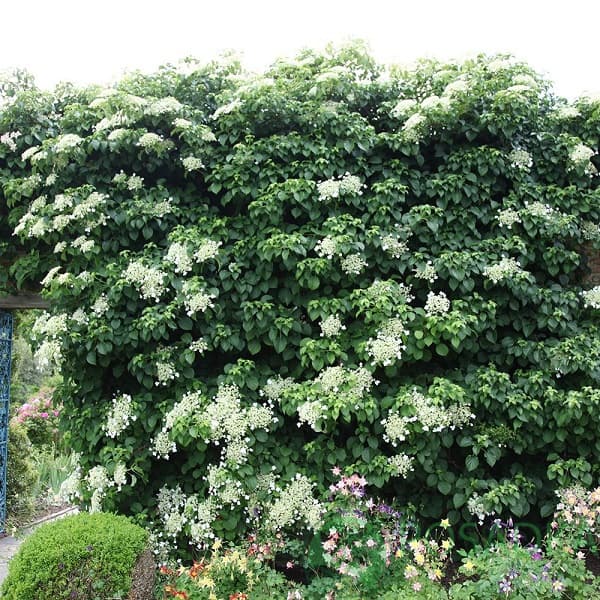  Hydrangea Anomala Petiolaris 