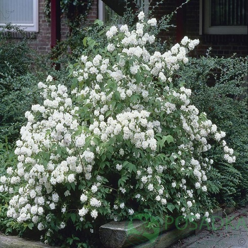 картинка Чубушник (жасмин) Жирандоль  картинка Чубушник (жасмин) Жирандоль