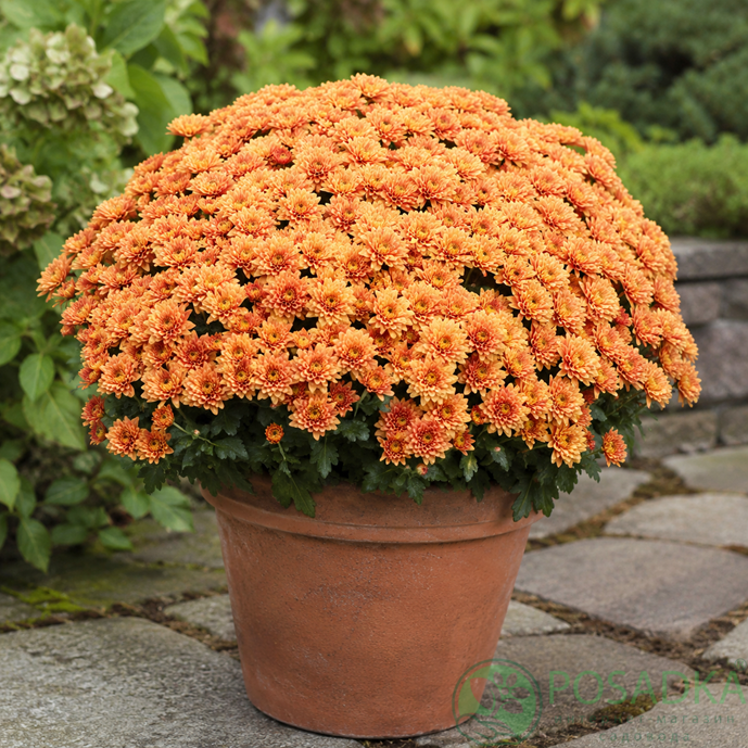 картинка Хризантема мультифлора Homerun Orange 