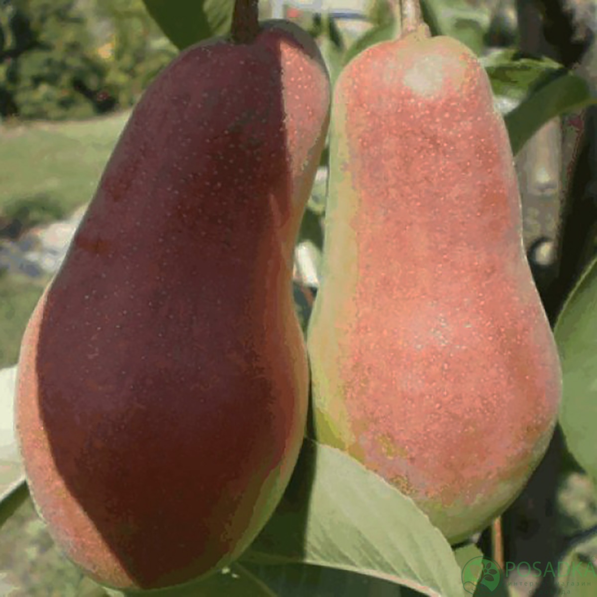 картинка Груша Брянская Красавица 