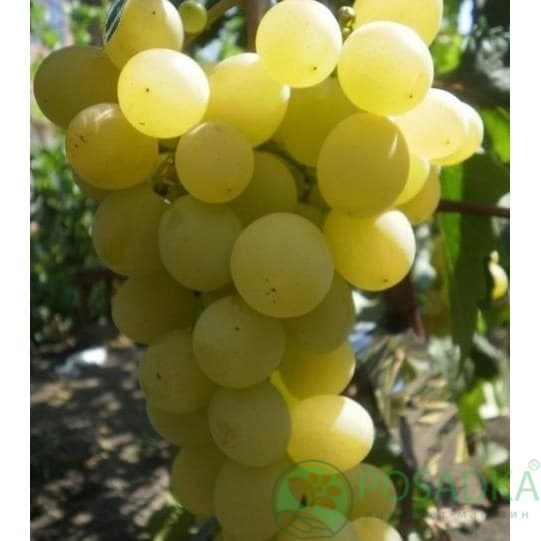 картинка Виноград Озон 