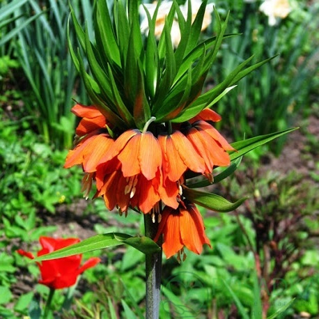 картинка Фритиллярия Imperialis Rubra 