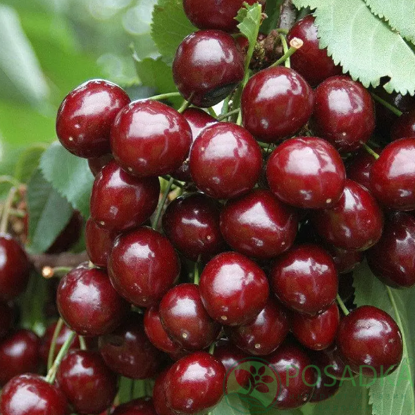 картинка Черешня Гермередорфская 