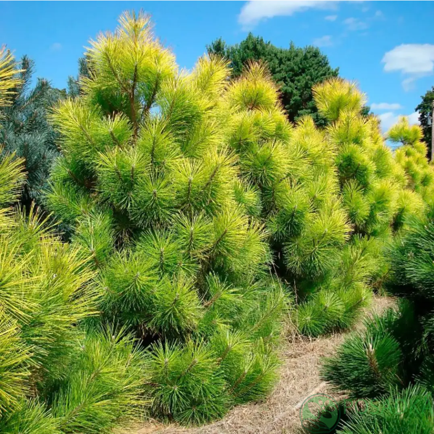 картинка Сосна желтая (Pinus ponderosa) С5 